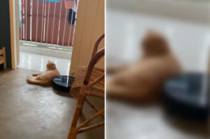 ルンバだって猫にモフモフしたい？目の前にでんと横たわる猫へ何度もなんども当たりに行くルンバ