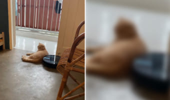 ルンバだって猫にモフモフしたい?目の前にでんと横たわる猫へ何度もなんども当たりに行くルンバ