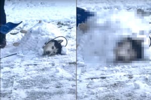 全身で雪を満喫したいシベリアンハスキーは、雪を布団にゴロリ。さらに体を雪で覆ってもらって、大層ご満悦のようです