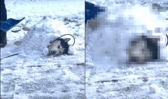 全身で雪を満喫したいシベリアンハスキーは、雪を布団にゴロリ。さらに体を雪で覆ってもらって、大層ご満悦のようです