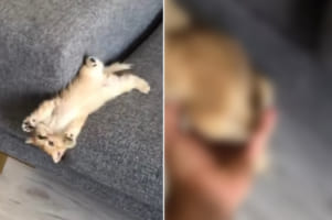 飼い主さんも大慌て！ソファの上で遊んでいた元気な子猫がまさかな動きをしたため、ヒヤッとするハプニングが発生しました！