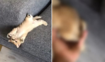 飼い主さんも大慌て!ソファの上で遊んでいた元気な子猫がまさかな動きをしたため、ヒヤッとするハプニングが発生しました!