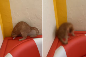 「今だ！今度こそ！・・・あれ、どこいった？」自分の尻尾を捕まえようと夢中になる子猫でしたが、途中で尻尾を見失い見当違いな方向を見つめるのでした