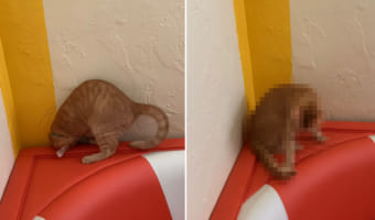 「今だ！今度こそ！・・・あれ、どこいった？」自分の尻尾を捕まえようと夢中になる子猫でしたが、途中で尻尾を見失い見当違いな方向を見つめるのでした