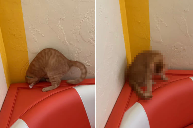 「今だ！今度こそ！・・・あれ、どこいった？」自分の尻尾を捕まえようと夢中になる子猫でしたが、途中で尻尾を見失い見当違いな方向を見つめるのでした