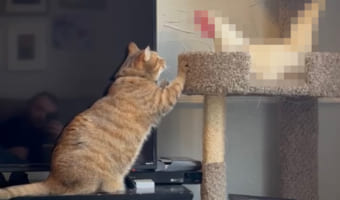 「あの・・そこは・・・」キャットタワーを独占するニワトリと、なんだかもの言いたげな猫