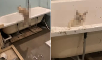 ちょっと目を離しただけなのに。猫飼いさんのリフォーム中のお家で起きた悲劇が・・・なんだか不思議と微笑ましい！！