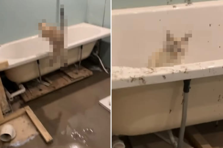 ちょっと目を離しただけなのに。猫飼いさんのリフォーム中のお家で起きた悲劇が・・・なんだか不思議と微笑ましい！！