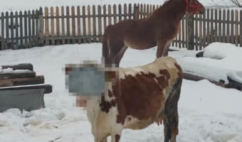 雪の中に佇む馬が何だか絵になっていると思ったら・・・。その横にはおもわず笑ってしまう姿をした牛がいました！