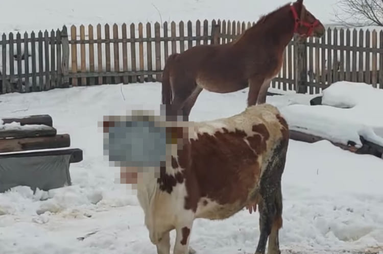雪の中に佇む馬が何だか絵になっていると思ったら・・・。その横にはおもわず笑ってしまう姿をした牛がいました！