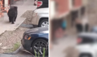 【危機一髪】歩きスマホをする女性の真後ろにいるのは『大きなクマ』?!周囲の人たちが叫んで知らせてあげなかったら最悪の事態になったかも・・・