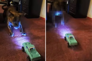 逃げるラジコンが気になるけど、向かってくるとちょっと怖い。子犬のリアクションがおもしろくて笑っちゃう