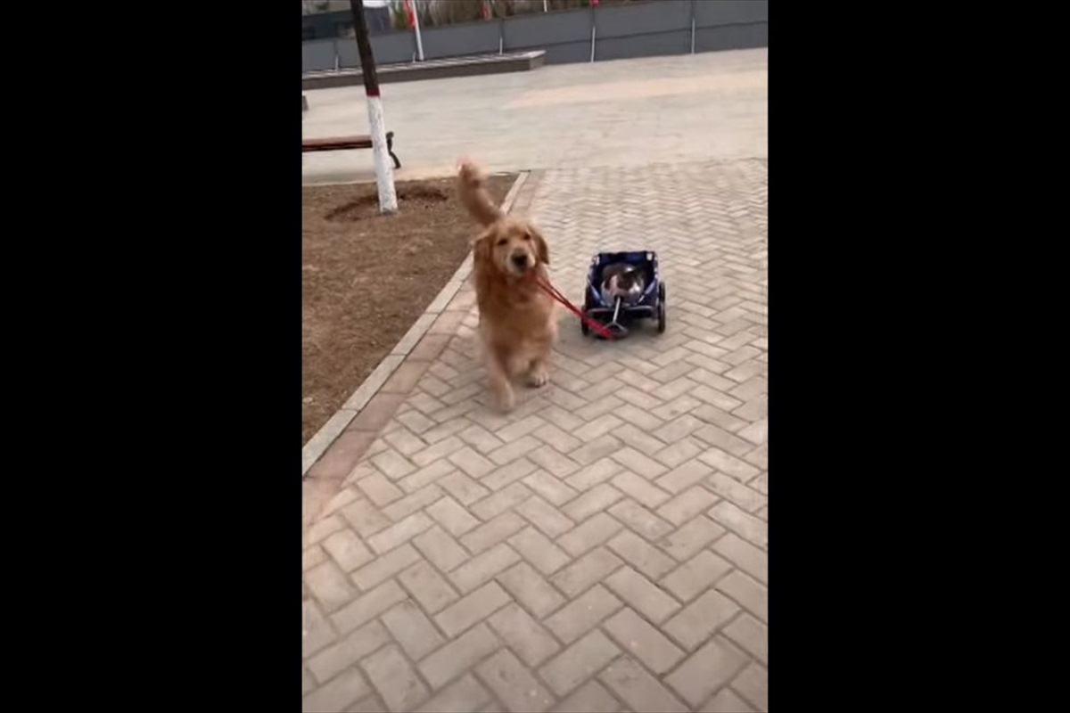猫のことをワゴンカートに入れて散歩に連れていってくれたゴールデンレトリーバー。ところが、家に到着したとたんに猫の扱いが雑になったのです