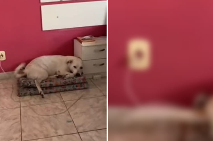 尻尾をフリフリ、ベッドに横たわりご機嫌なそうな犬。まさか、この尻尾が『とんでもない』ことをしでかすなんて・・・！その決定的瞬間を捉えました！！