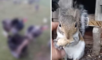 保護リスにご飯をあげたりちょっかいをかける男性。・・・ところで、ご飯をあげに行く途中でスゴいことしてなかった？！