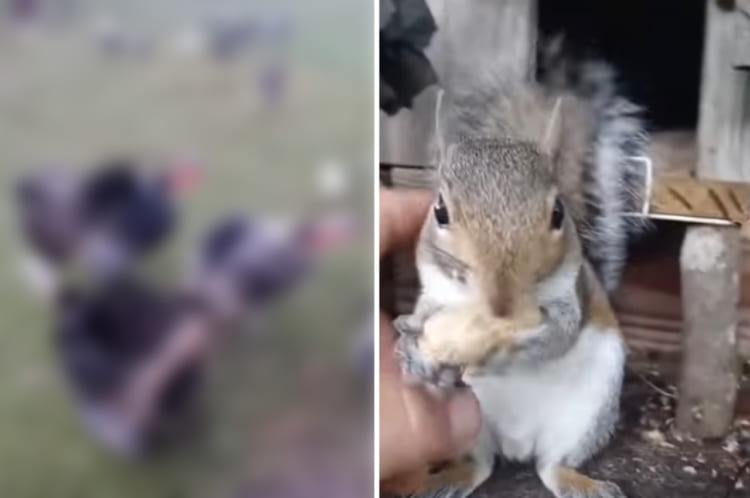 保護リスにご飯をあげたりちょっかいをかける男性。・・・ところで、ご飯をあげに行く途中でスゴいことしてなかった？！