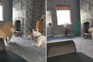 ダンボール箱をかぶって愛犬と仲良く遊んでいた男の子。周りが見えていない状態で走って大丈夫？と思ったら・・・お父さんも笑っちゃう結末に！