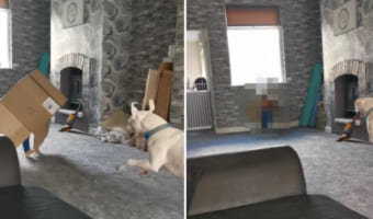 ダンボール箱をかぶって愛犬と仲良く遊んでいた男の子。周りが見えていない状態で走って大丈夫?と思ったら・・・お父さんも笑っちゃう結末に!