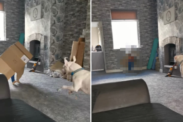 ダンボール箱をかぶって愛犬と仲良く遊んでいた男の子。周りが見えていない状態で走って大丈夫？と思ったら・・・お父さんも笑っちゃう結末に！