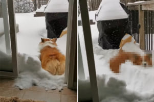 「こんなに積もってるの？！」雪が降ったので喜んで庭へ出た犬。ところが、思ったより雪が積もっていてお家に戻ってくる羽目に・・・