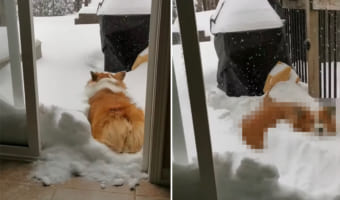 「こんなに積もってるの？！」雪が降ったので喜んで庭へ出た犬。ところが、思ったより雪が積もっていてお家に戻ってくる羽目に・・・