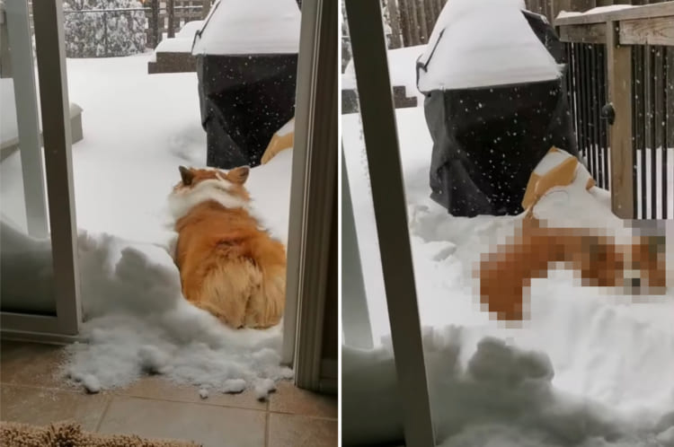 「こんなに積もってるの？！」雪が降ったので喜んで庭へ出た犬。ところが、思ったより雪が積もっていてお家に戻ってくる羽目に・・・