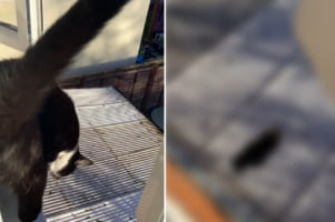 窓から屋根に飛び乗ろうとした猫。ところがこの直後、漫画やアニメでしか見ないような、とんでもないハプニングが起きたのです！！