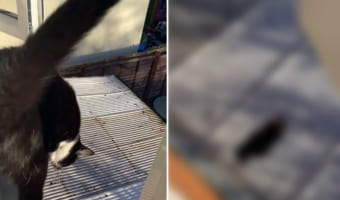 窓から屋根に飛び乗ろうとした猫。ところがこの直後、漫画やアニメでしか見ないような、とんでもないハプニングが起きたのです!!