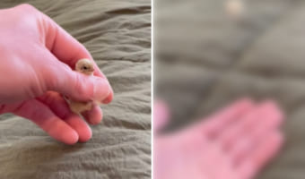 ウズラの卵を孵化させたら生まれてきたヒナに懐かれた!ちっちゃくてかわいいヒナが懐いている姿が尊すぎる!【動画・アメリカ】