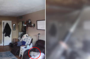 直前までは平和な日常だったのに・・・。愛犬たちがテレビを観てまったり過ごしているリビングを襲った、まさかすぎるトラブルとは？！？！？！？