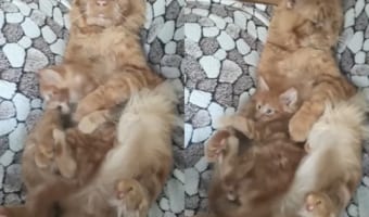 お昼寝したいお父さん猫VS遊びたい元気な子猫。眠たげなお父さんですが、暴れてどこかに行こうとする子猫をぎゅっと抱きかかえて脱出させません!