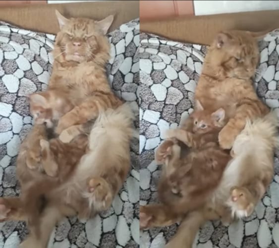 お昼寝したいお父さん猫VS遊びたい元気な子猫。眠たげなお父さんですが、暴れてどこかに行こうとする子猫をぎゅっと抱きかかえて脱出させません！