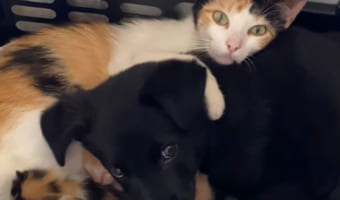 子猫たちが大好きな子犬。そばから離れたくないようで、親猫と一緒になって自分も添い寝します