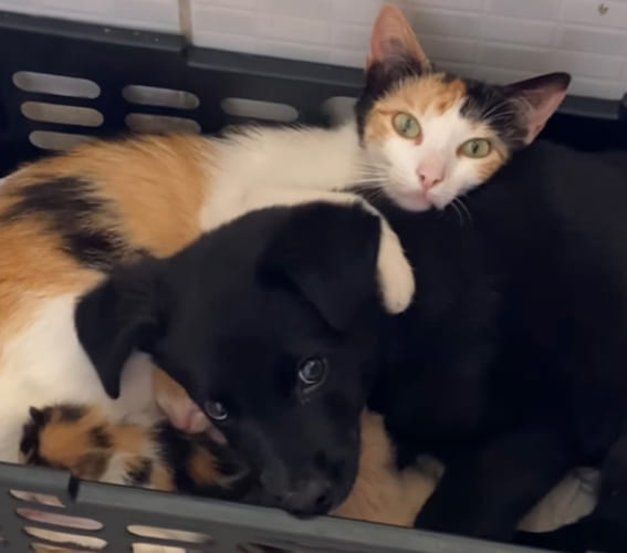 子猫たちが大好きな子犬。そばから離れたくないようで、親猫と一緒になって自分も添い寝します