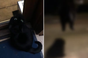 外に行きたくてかわいいおねだりを見せた猫。ドアを開けてもらうと、嬉しいのかウサギのようなジャンプをしてお出掛けしていきました