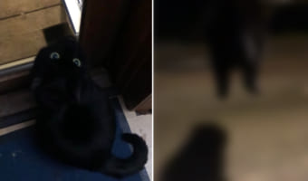 外に行きたくてかわいいおねだりを見せた猫。ドアを開けてもらうと、嬉しいのかウサギのようなジャンプをしてお出掛けしていきました