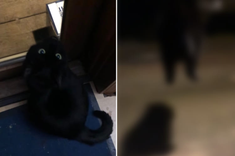 外に行きたくてかわいいおねだりを見せた猫。ドアを開けてもらうと、嬉しいのかウサギのようなジャンプをしてお出掛けしていきました