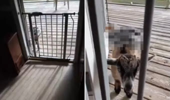 飼い主さんのお家に入れてもらいたい子ヤギ。ひとりでトコトコやってきたのかと思いきや、お友達の『ある動物』を背中に乗せてきたのです！！