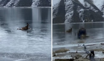 氷上で動けなくなっているシカを発見した男性。その状況を見過ごせず、危険を覚悟で救助に乗り出しました！