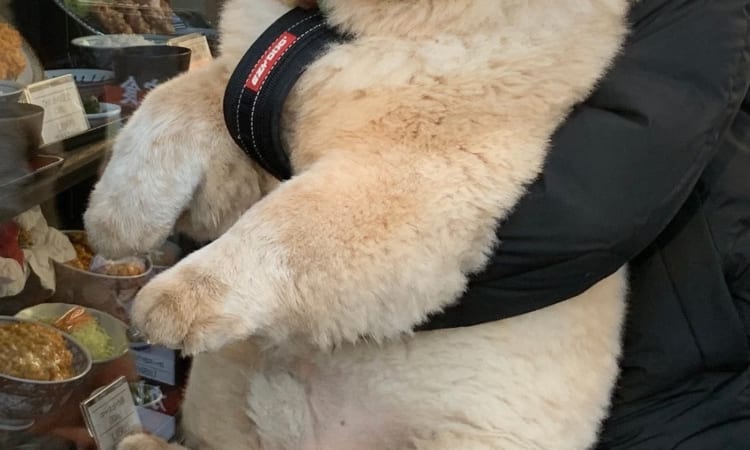 「ぬいぐるみではありません」飼い主さんが抱っこする、モフモフで大きなチャウチャウのかわいすぎる姿に注目が集まる