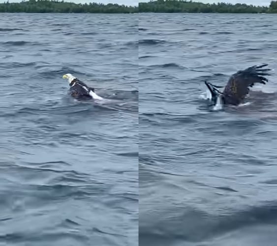 カッコよく空を舞うハクトウワシが泳いでる？！？！その姿はまるでバタフライをしているみたい！！