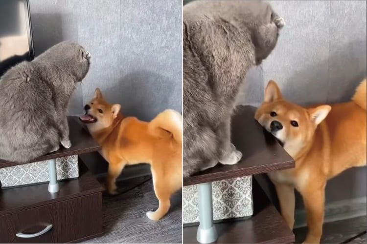 テレビボードの上にいる猫の気を引きたい秋田犬。しかしテレビボードを齧ったのが猫的にありえない行動だったようで・・・