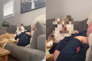 「なんで遊んでくれないの！」飼い主さんと遊びたいブルドッグ。しかし、全然相手をしてもらえないので・・・とても不満そうな表情を浮かべていました