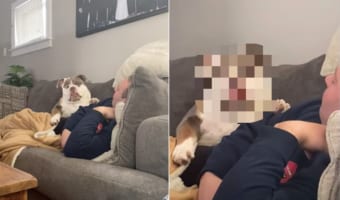 「なんで遊んでくれないの!」飼い主さんと遊びたいブルドッグ。しかし、全然相手をしてもらえないので・・・とても不満そうな表情を浮かべていました