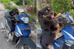 「ツーリングに行きたいワン！」バイクに乗ろうとしたら、愛車に跨がる犬がとてもお出かけしたそうに爛々と目を輝かせていました