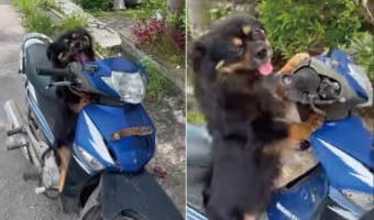 「ツーリングに行きたいワン！」バイクに乗ろうとしたら、愛車に跨がる犬がとてもお出かけしたそうに爛々と目を輝かせていました