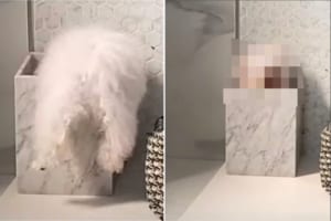 よいしょよいしょと必死になって小さな箱に潜り込もうとするポメラニアン。すっぽり入り込んで成功したのですが・・・、見せたのは渋い顔？？