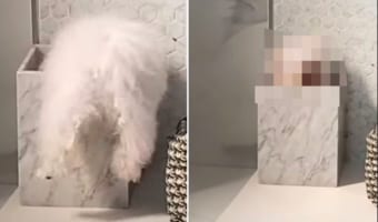 よいしょよいしょと必死になって小さな箱に潜り込もうとするポメラニアン。すっぽり入り込んで成功したのですが・・・、見せたのは渋い顔??