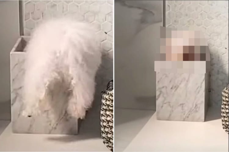 よいしょよいしょと必死になって小さな箱に潜り込もうとするポメラニアン。すっぽり入り込んで成功したのですが・・・、見せたのは渋い顔？？