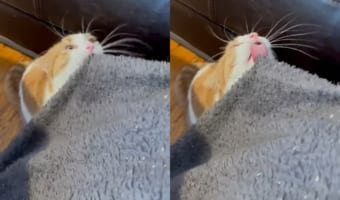 もしかして美味しいの?大好きなブランケットをペロペロ舐めて堪能する猫